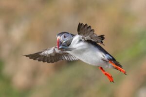 puffins grimsey 2